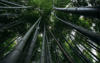 A photo looking upward at trees growing overhead